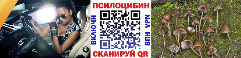 Псилоцибиновые грибы Magic Shrooms  купить   Курган 